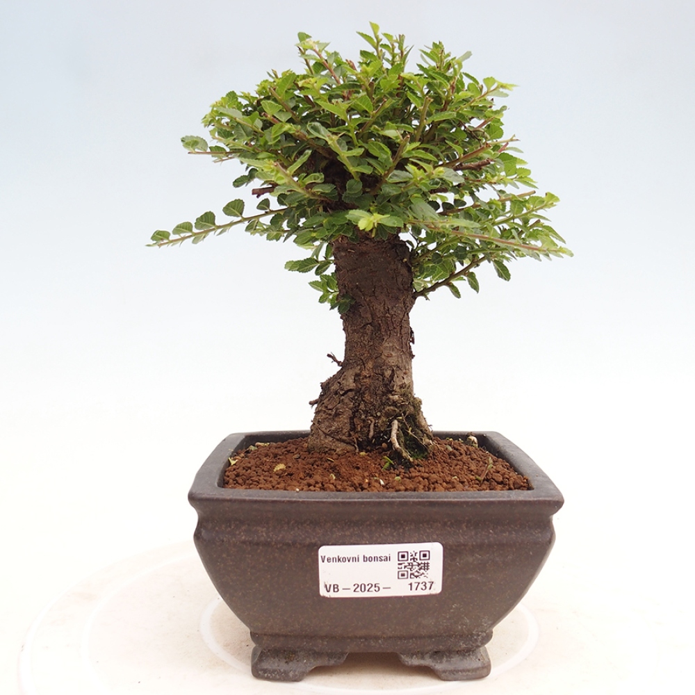 Kültéri bonsai - Ulmus parvifolia Hokkaido - Kínai szil - Ulmus parvifolia Hokkaido