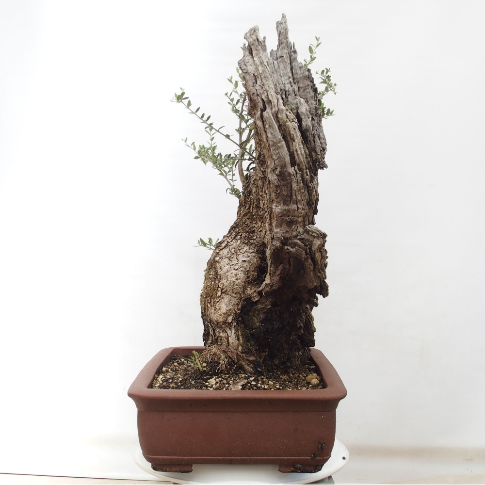 Beltéri bonsai - Olea europaea sylvestris