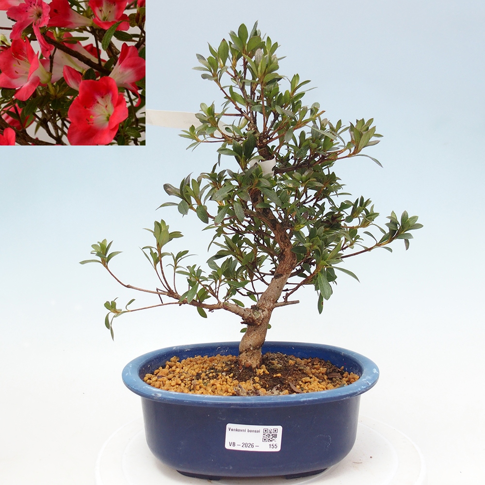 Kültéri bonsai - Japán azálea - Azalea Beniko