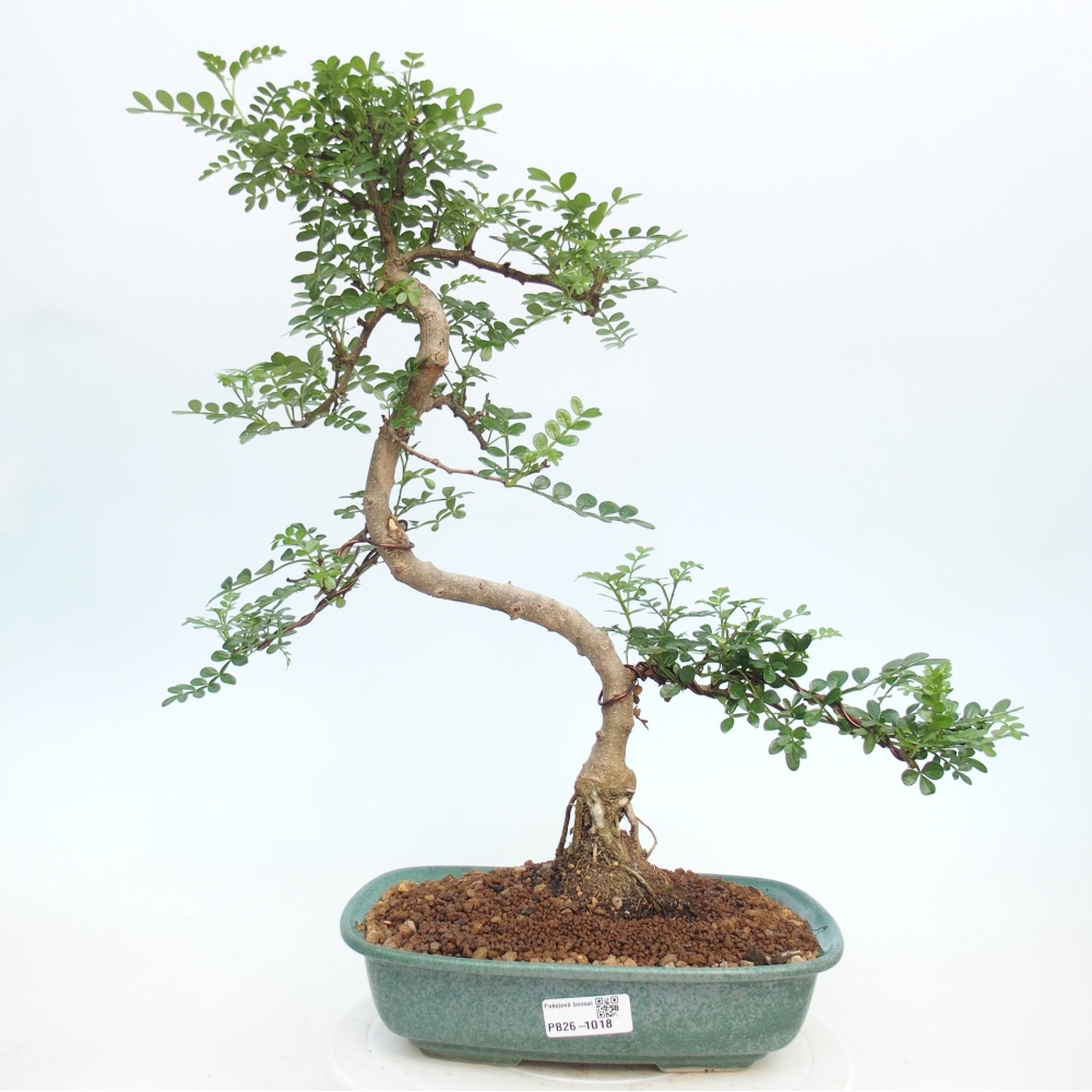 Szobai bonsai - Zantoxylum piperitum - borsfa