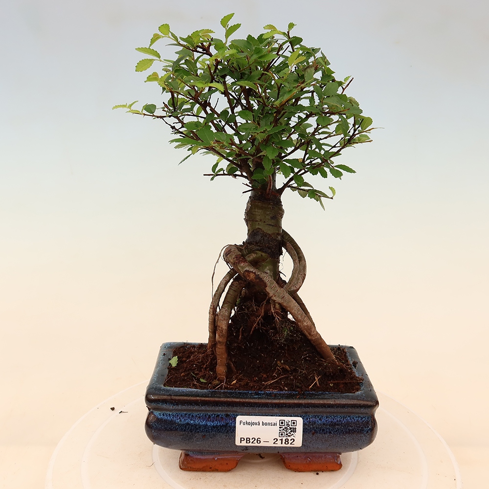 Szobai bonsai - Ulmus parvifolia - Kislevelű szilfa