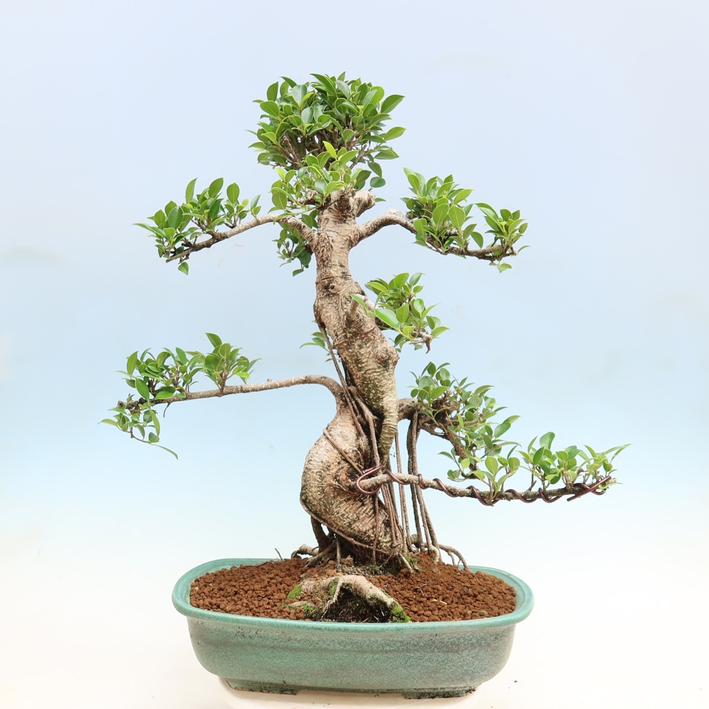 Szobai bonsai - Ficus kimmen - kislevelű fikusz
