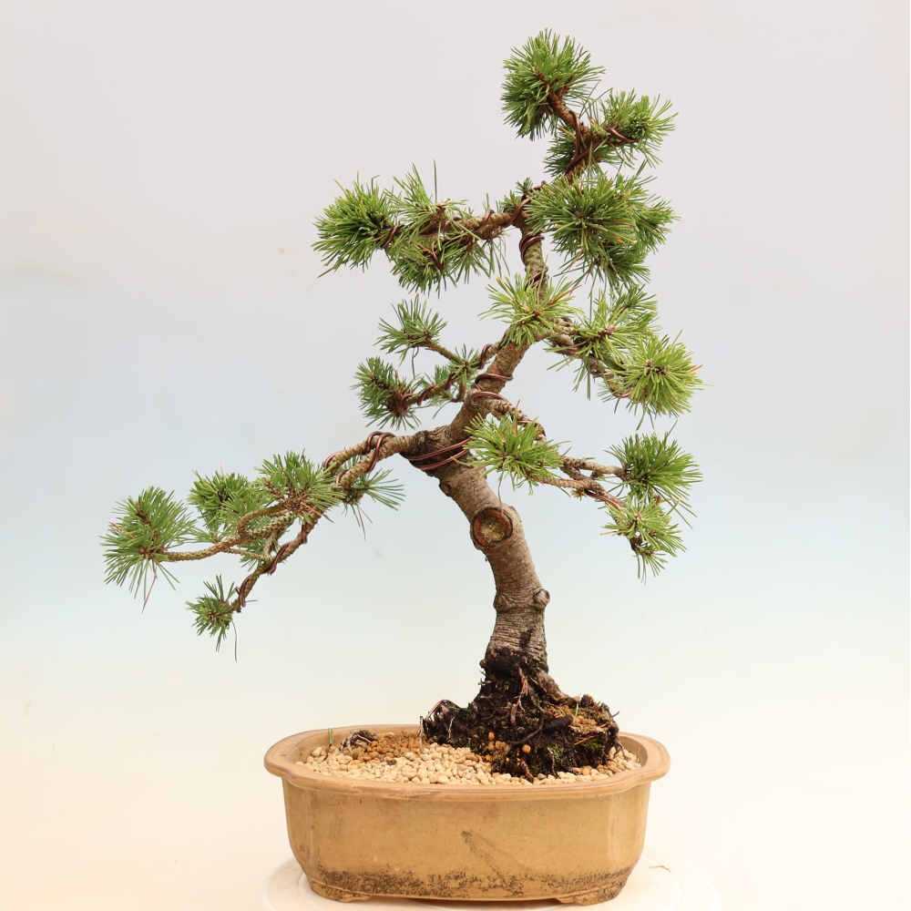 Kültéri bonsai – Pinus mugo Humpy – Törpefenyő