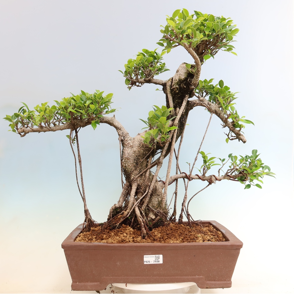 Szobai bonsai - Ficus kimmen - kislevelű fikusz