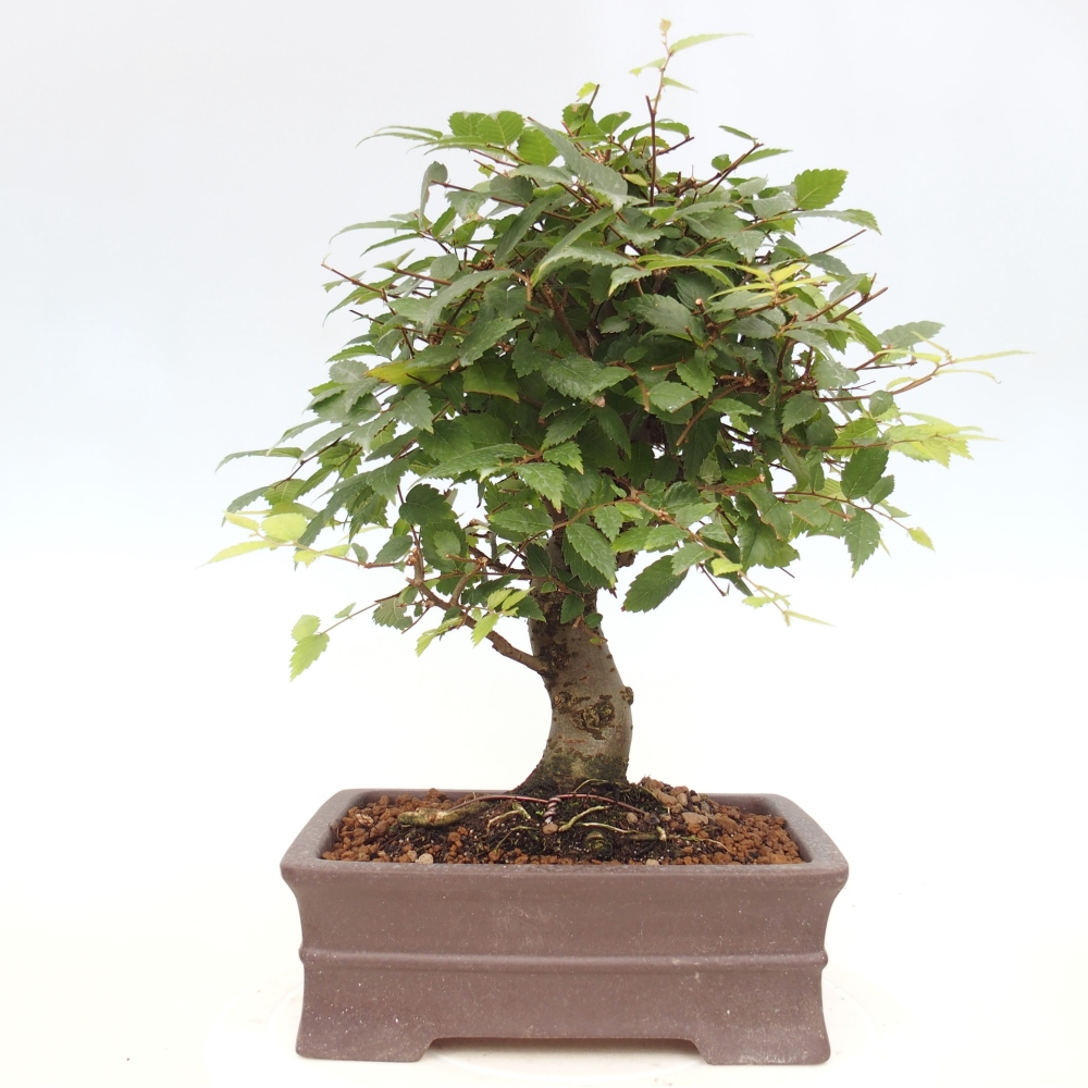 Kültéri bonsai - Zelkova - Zelkova NIRE