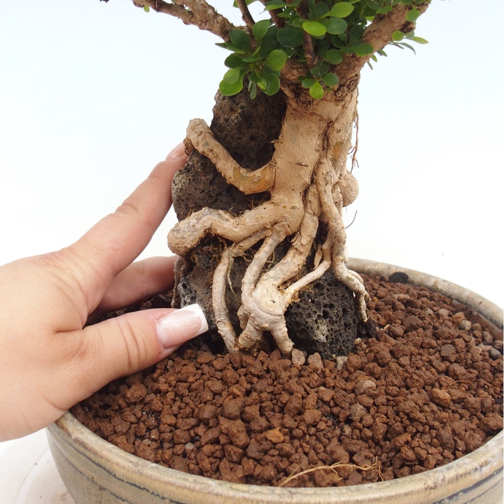 Kültéri bonsai - Berberis coreana