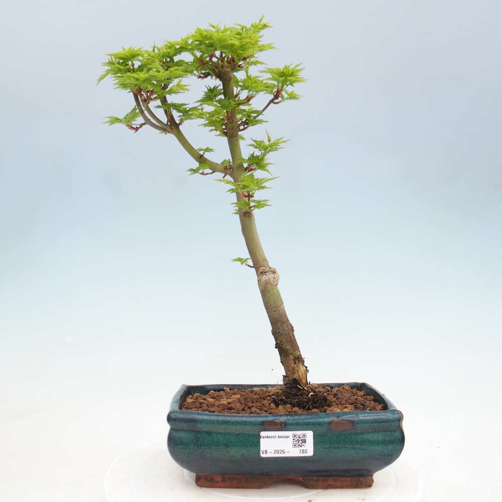 Kültéri bonsai -Javor pálma Acer palmatum Shishigashira