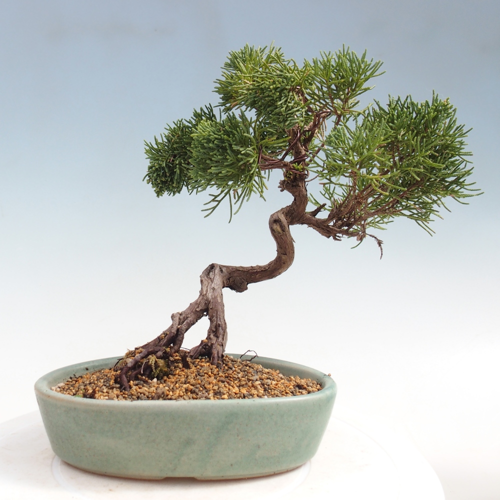 Kültéri bonsai - Juniperus chinensis Kishu