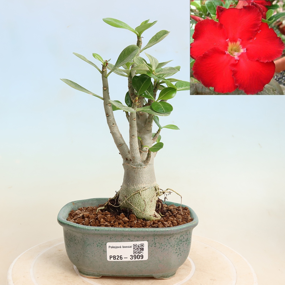 Szobabonsai – Adenium obesum Red Star – Sivatagi rózsa
