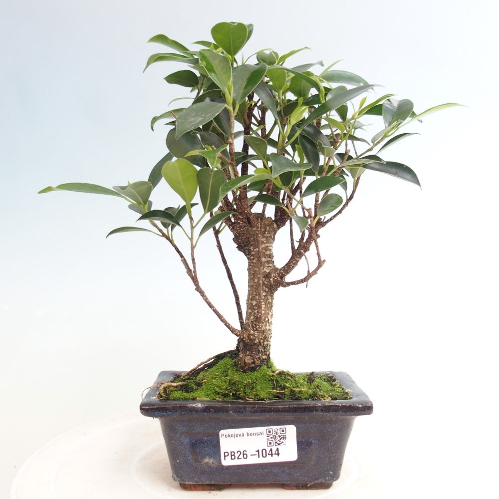 Szoba bonsai Ficus retusa kimmen