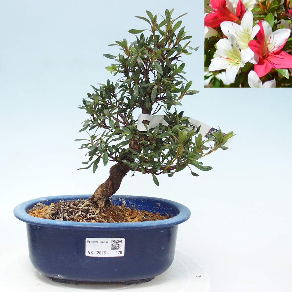 Kültéri bonsai - japán azálea - Azálea CHIHIRO