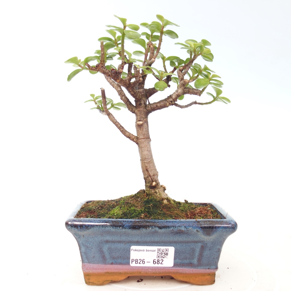 Szoba bonsai - Portulakaria Afra - Tlustice