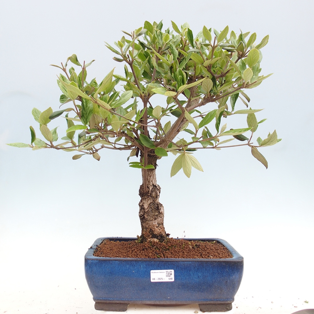 Kültéri bonsai-Kalina Bodnanská - Viburum carlesii hemsi