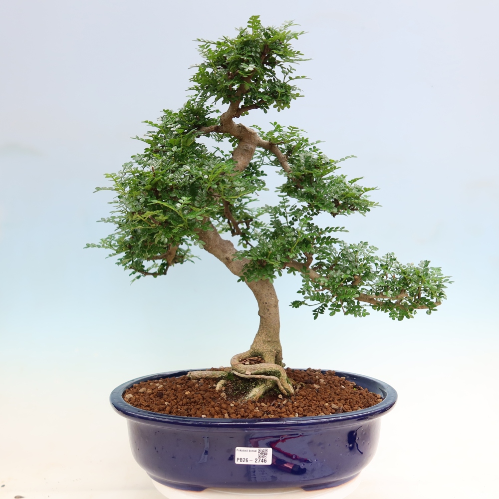 Szobai bonsai - Zantoxylum piperitum - borsfa