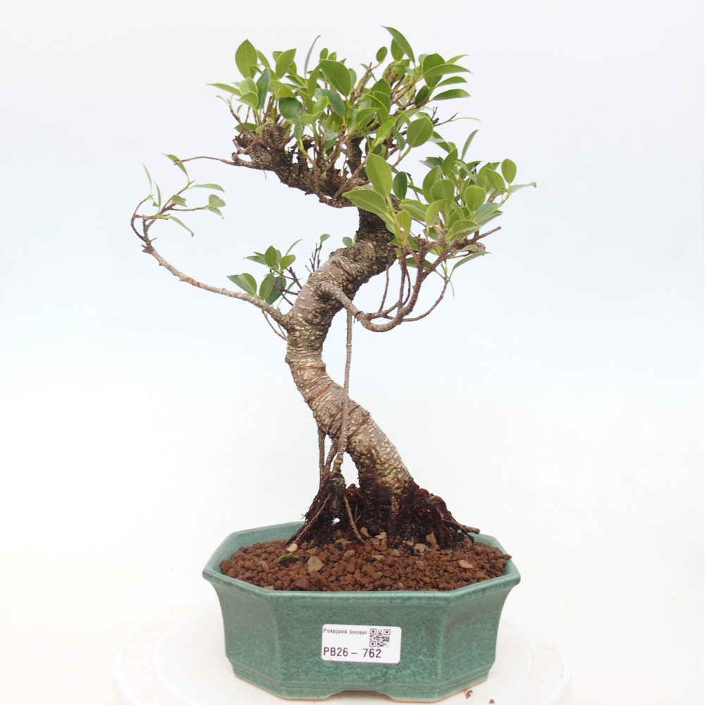 Szobai bonsai - Ficus retusa - kislevelű fikusz