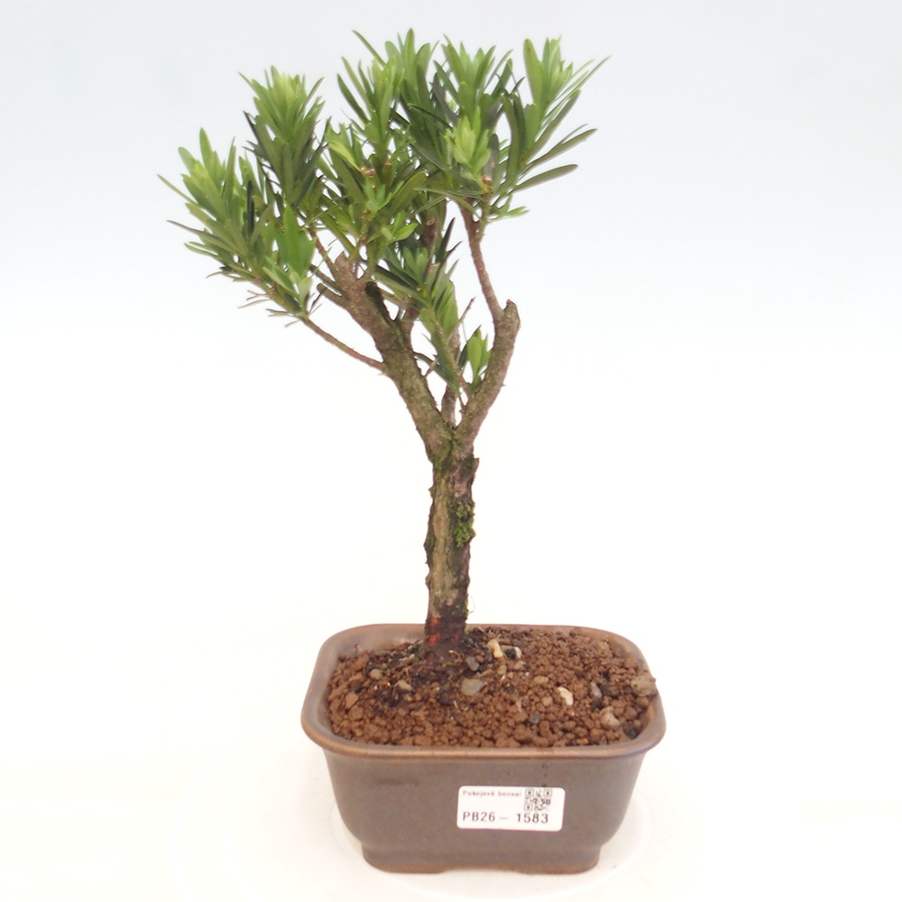 Szobai bonsai - Podocarpus - Kőtiszafa