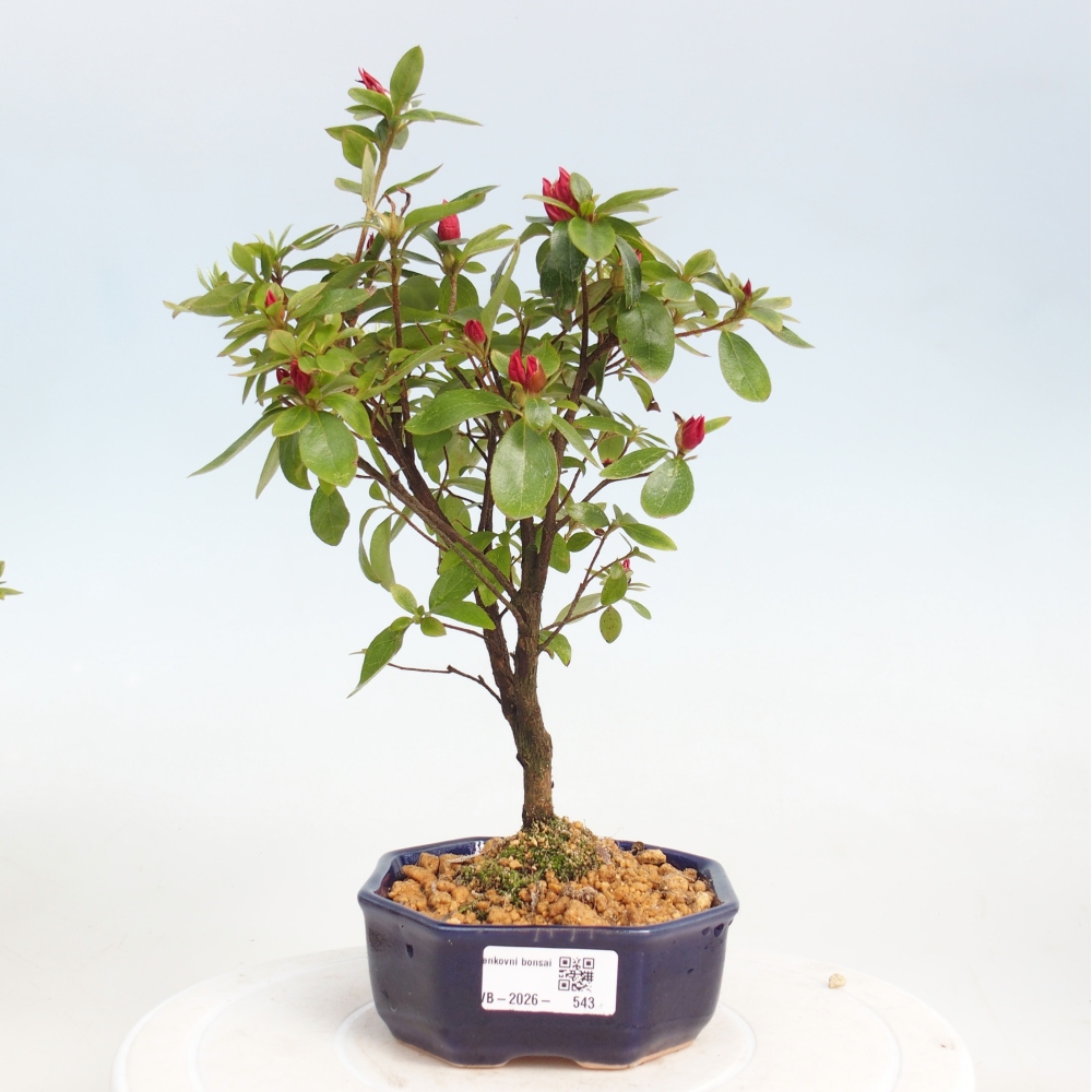 Kültéri bonsai - japán azálea - Azalea sp.