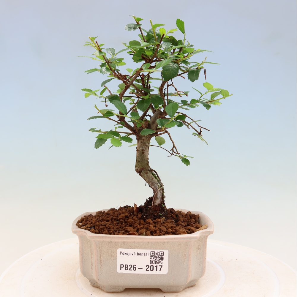 Szobai bonsai - Ulmus parvifolia - Kislevelű szilfa