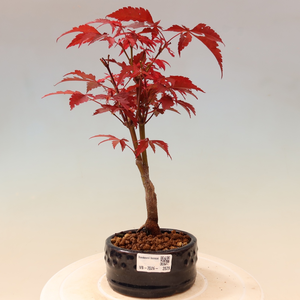 Kültéri bonsai - Acer pálma. Atropurpureum-Javor palmate