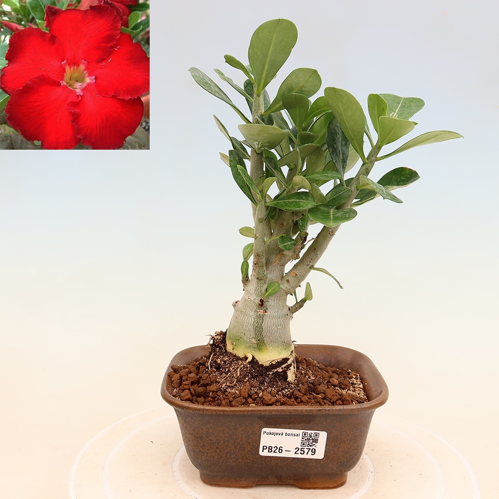 Szobabonsai – Adenium obesum Red Star – Sivatagi rózsa