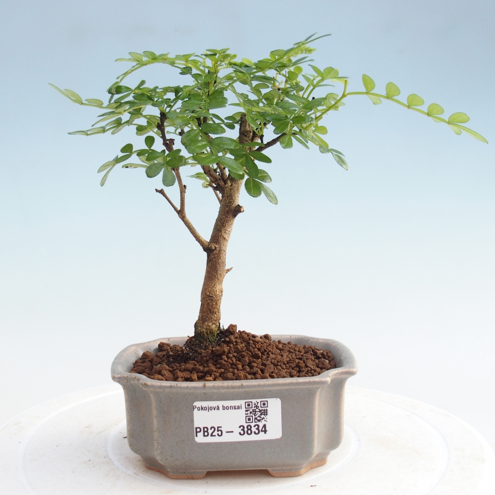 Szobai bonsai - Zantoxylum piperitum - Borsfa 