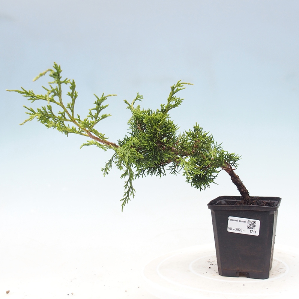 Kültéri bonsai - Juniperus chinensis Itoigawa