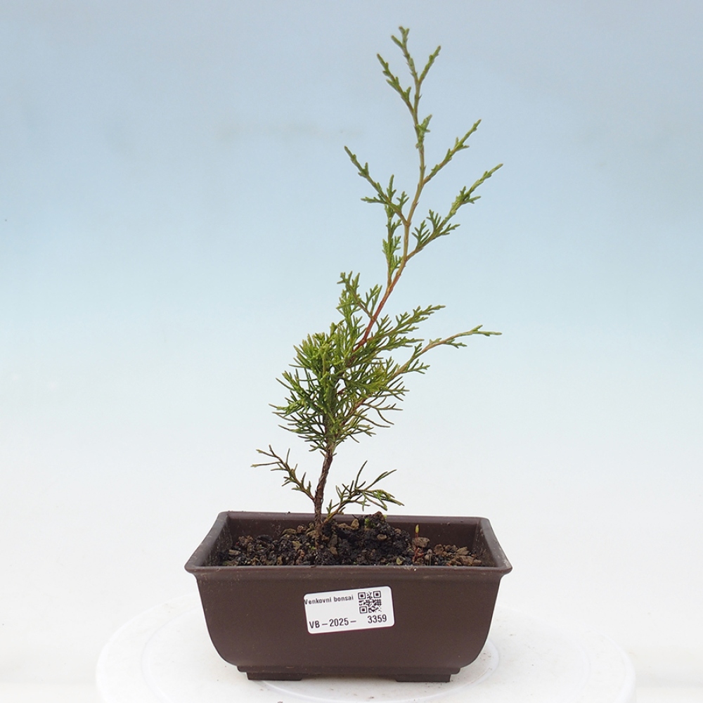 Kültéri bonsai - Juniperus chinensis Itoigawa