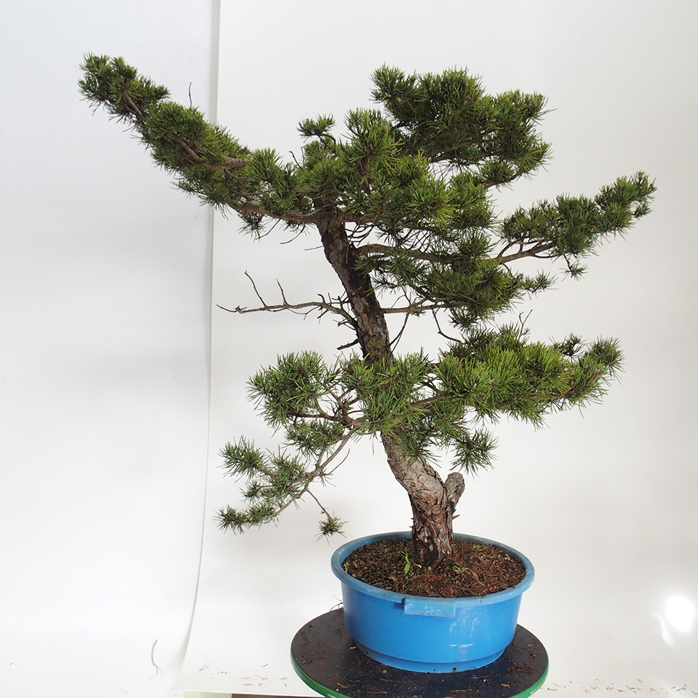 Yamadori - Pinus sylvestris Spanyolország