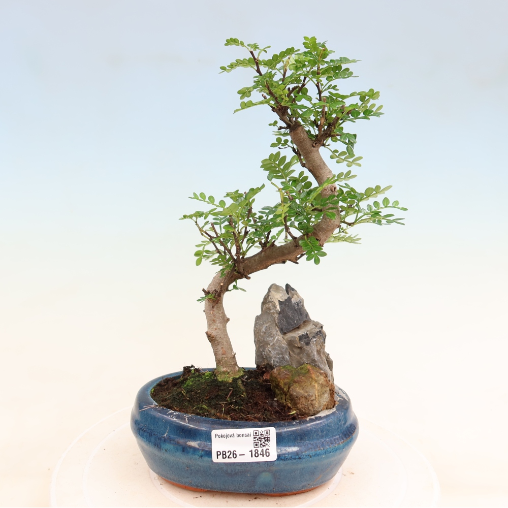Szobai bonsai - Zantoxylum piperitum - borsfa