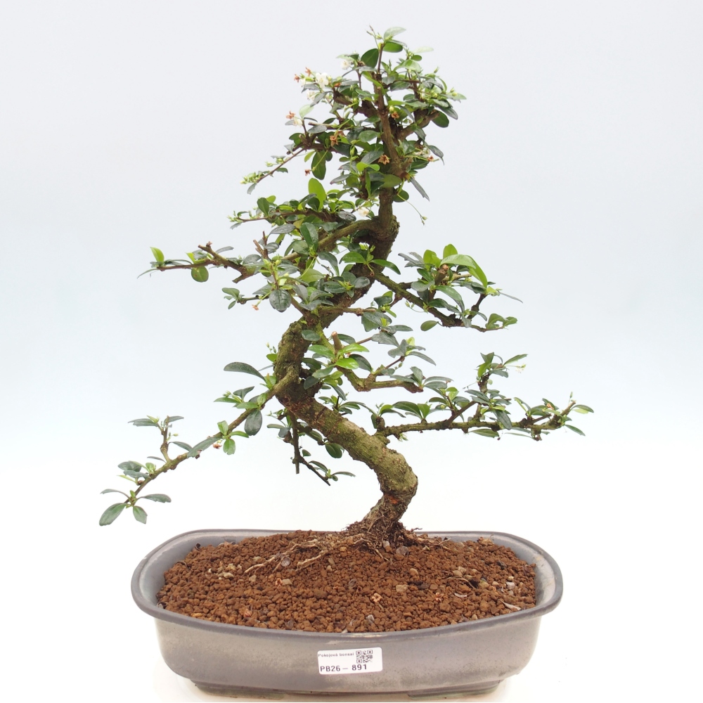 Szobai bonsai - Carmona macrophylla - Tea fuki