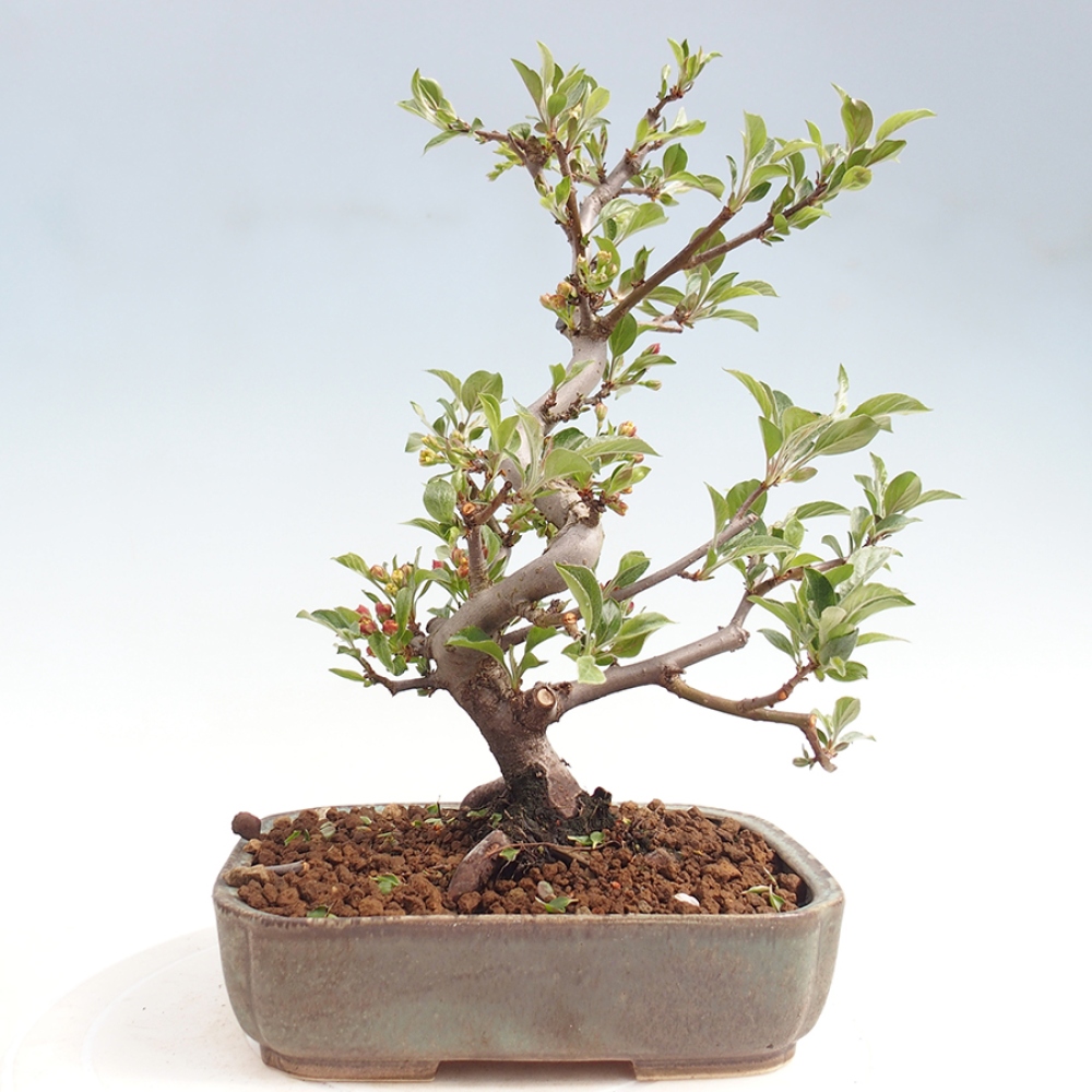 Kültéri bonsai - Malus sargentii - Kis gyümölcsű almafa