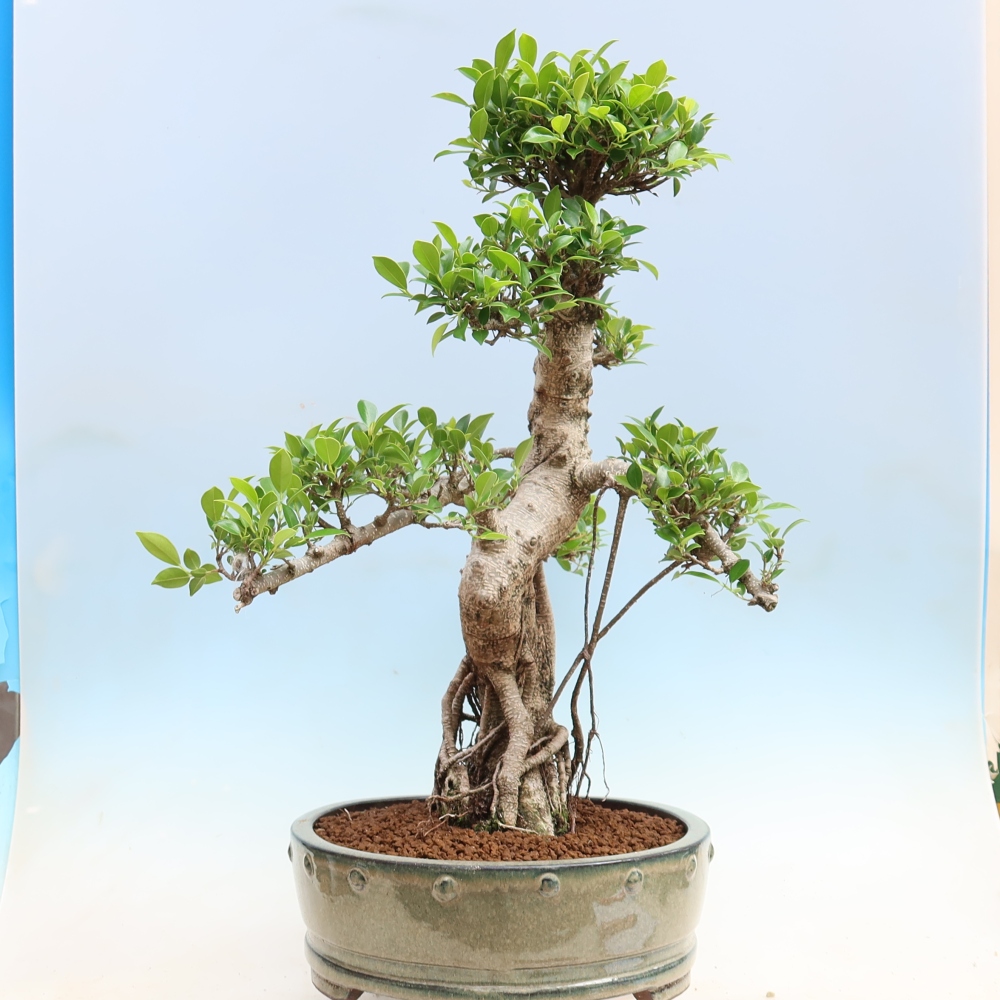 Szobai bonsai - Ficus kimmen - kislevelű fikusz