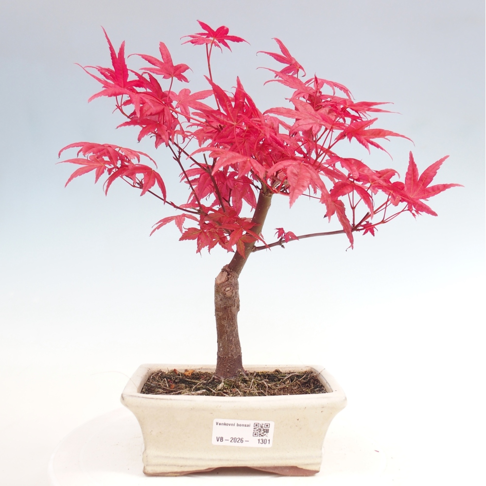 Kültéri bonsai - Acer palmatum DESHOJO