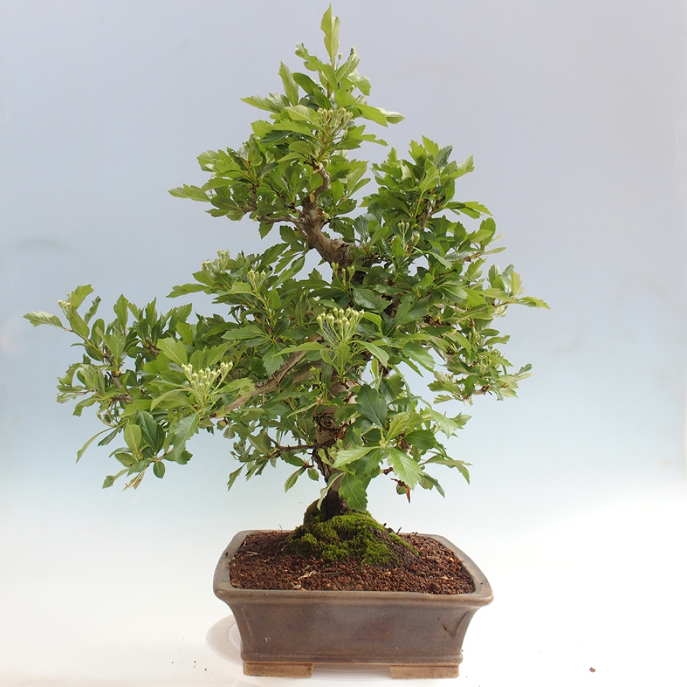 Kültéri bonsai - Galagonya - Crataegus cuneata