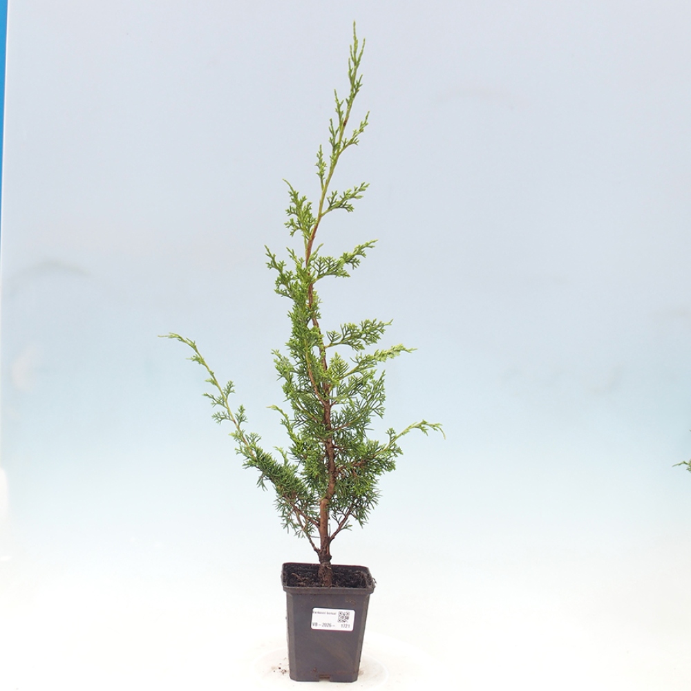 Kültéri bonsai - Juniperus chinensis Itoigawa