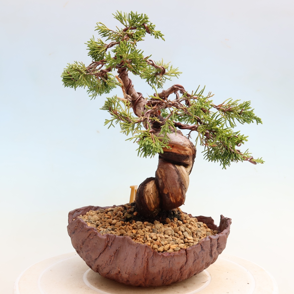 Kültéri bonsai - Juniperus chinensis Itoigawa-Juniperus chinensis