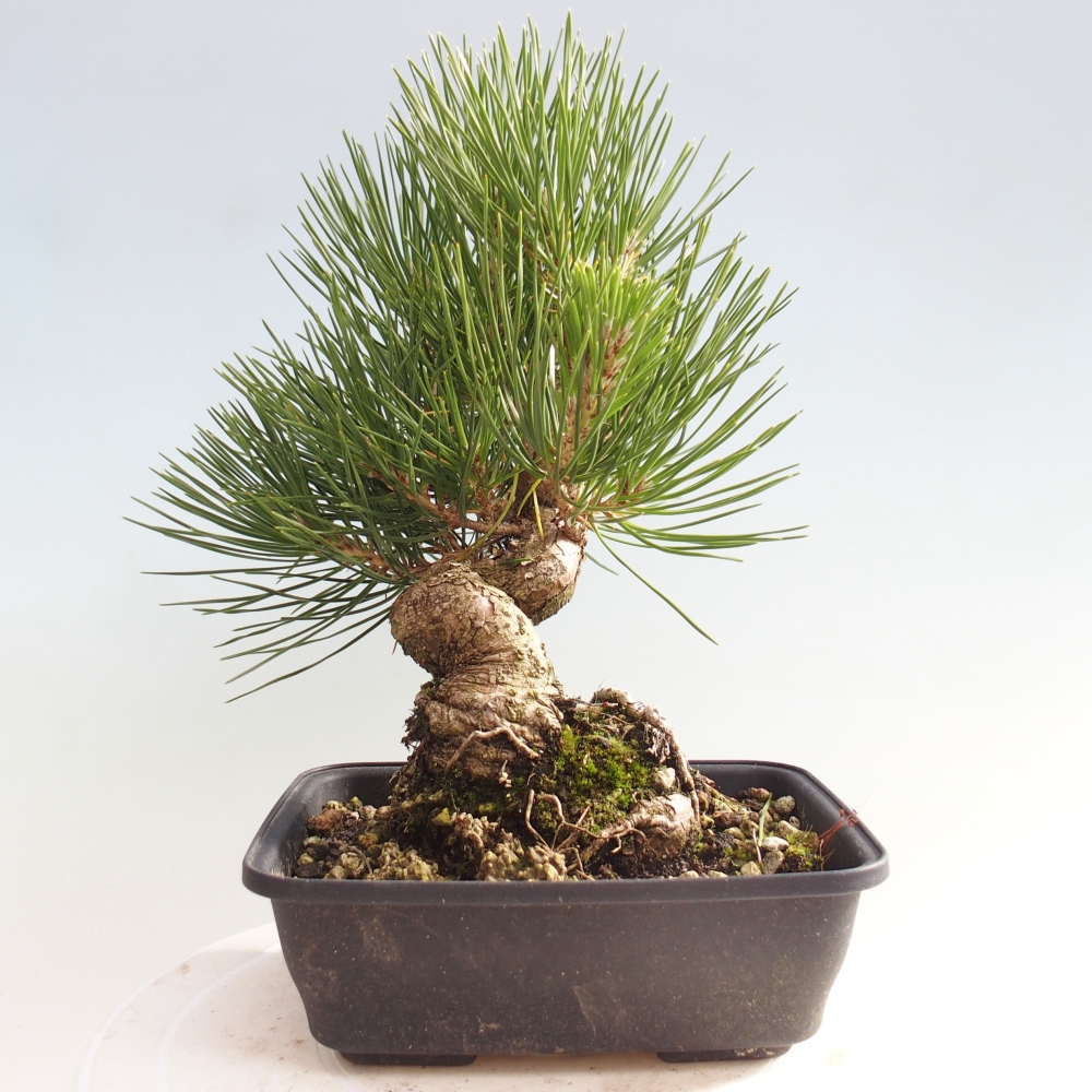 Kültéri bonsai - Pinus thunbergii - Thunberg fenyő