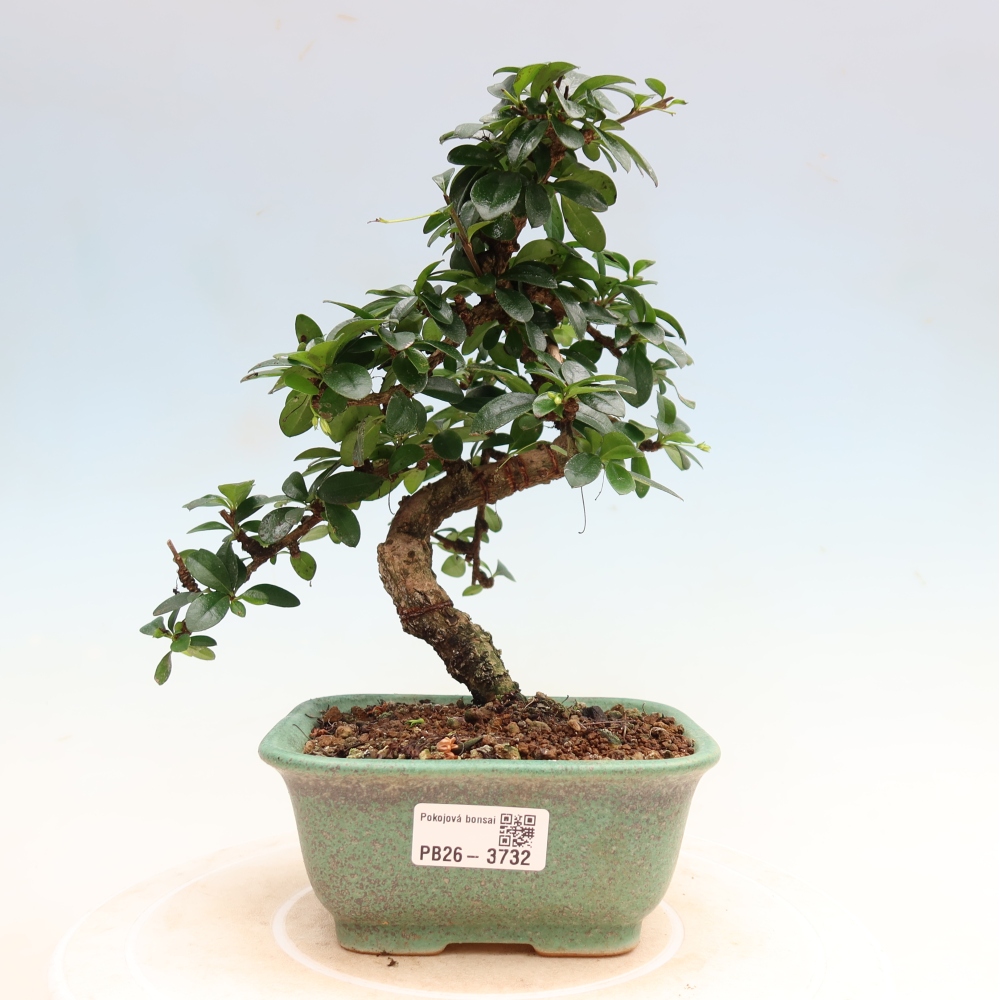 Szobai bonsai - Carmona macrophylla - Tea fuki