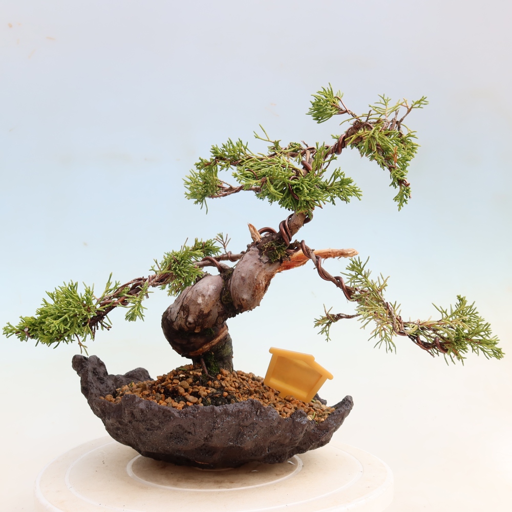 Kültéri bonsai - Juniperus chinensis Itoigawa-Juniperus chinensis