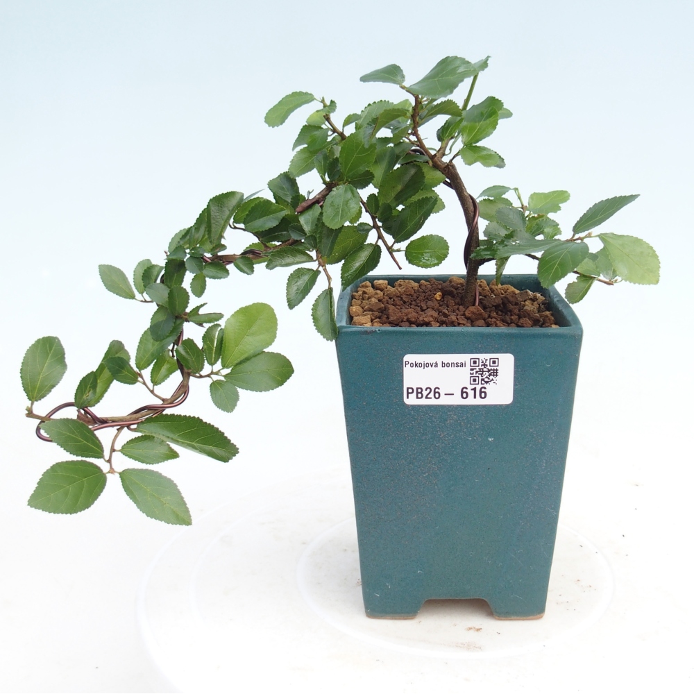 Beltéri bonsai - Grewia occidentalis - Levendula csillaghal