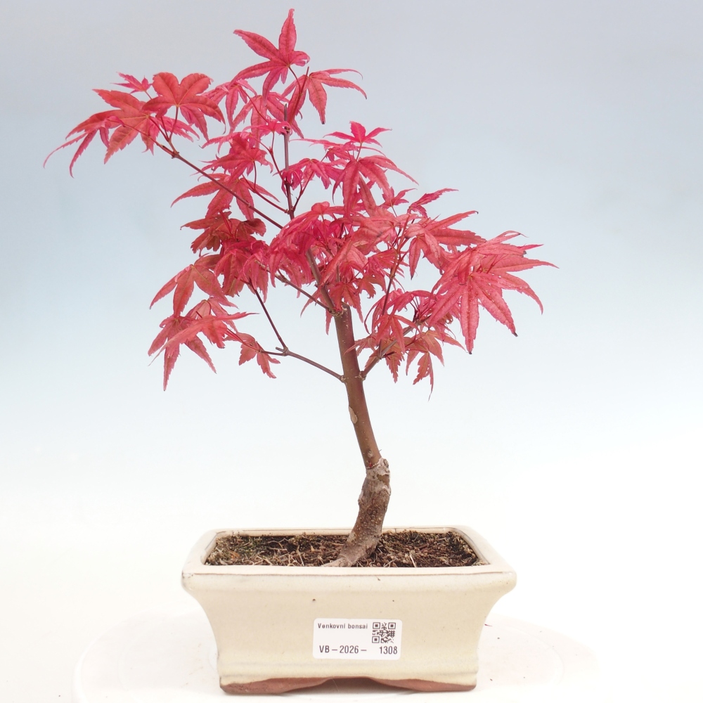 Kültéri bonsai - Acer palmatum DESHOJO