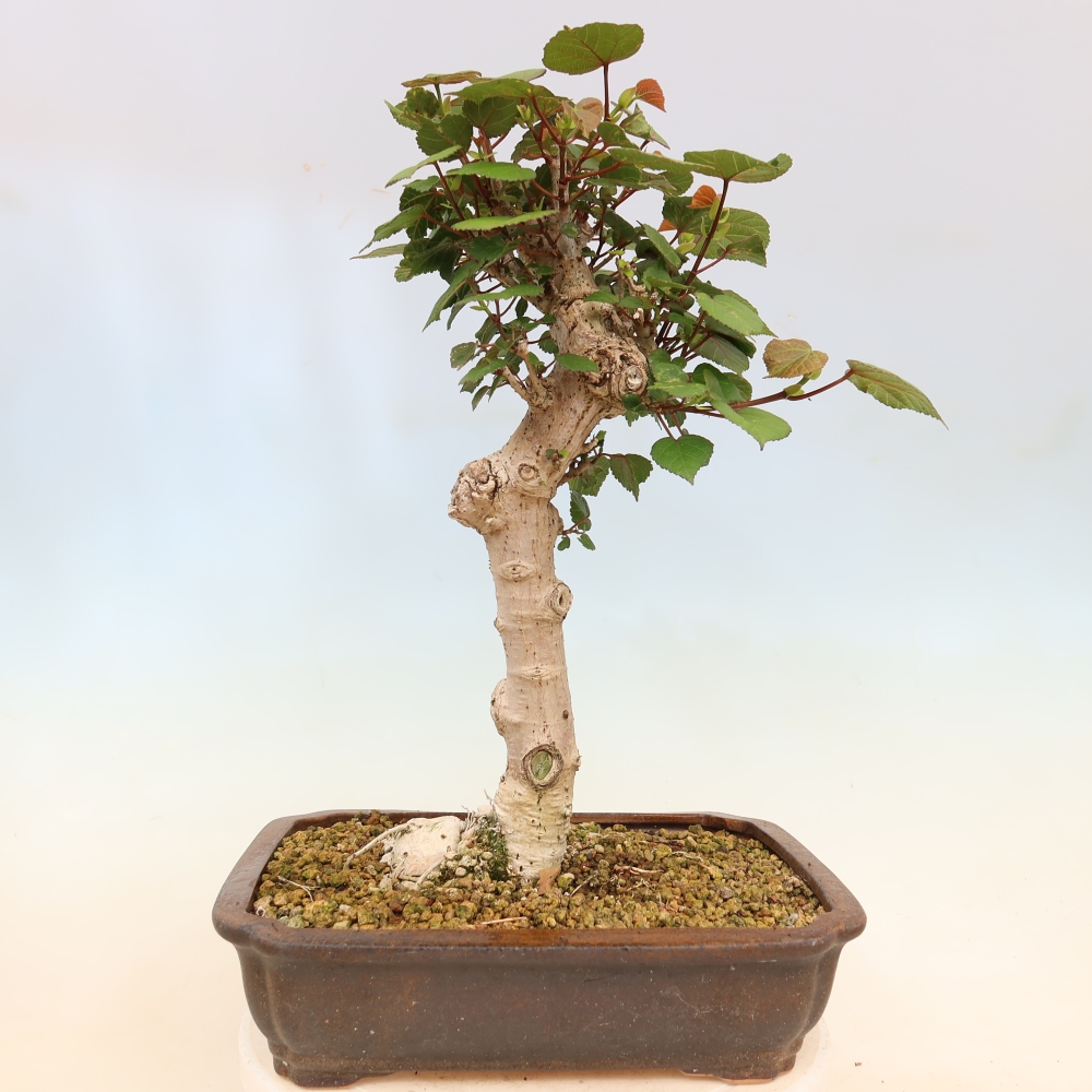 Beltéri bonsai - Hibiscus tiliaceus - tengeri hibiszkusz
