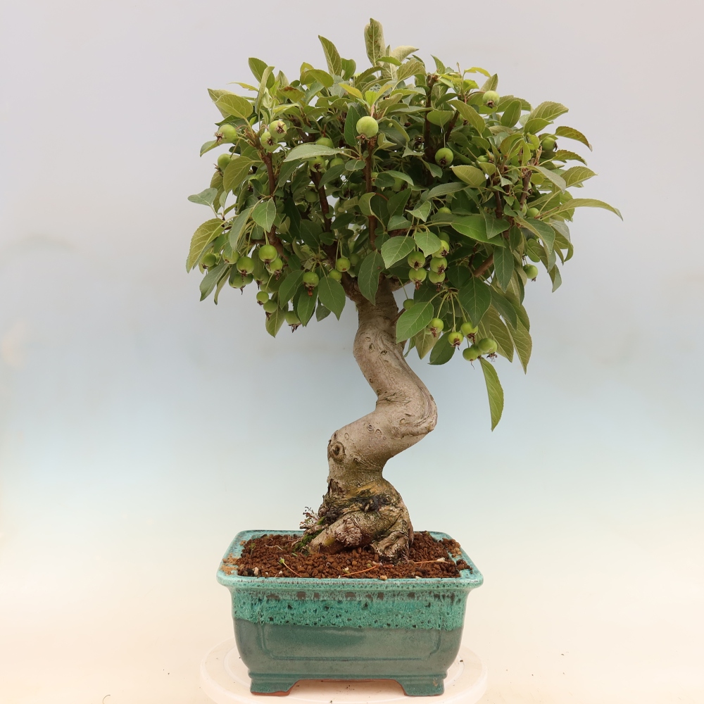 Kültéri bonsai -Malus halliana - Kis gyümölcsű almafa