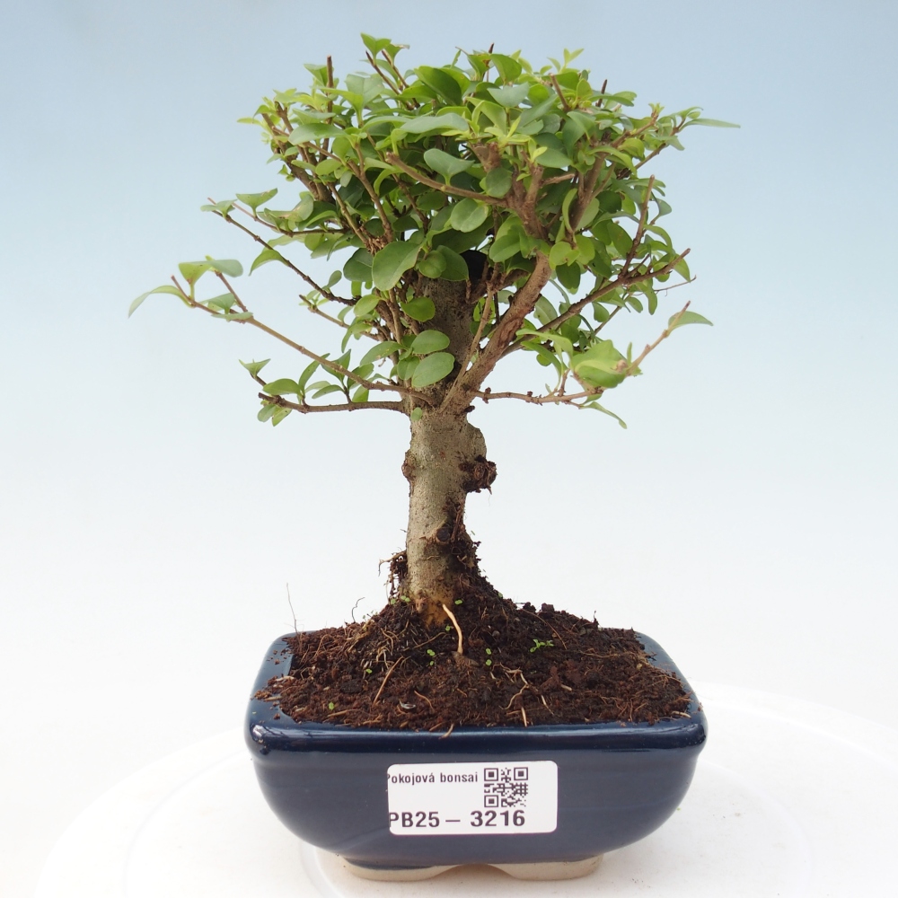 Szobai bonsai -Ligustrum chinensis - Madárcsőr
