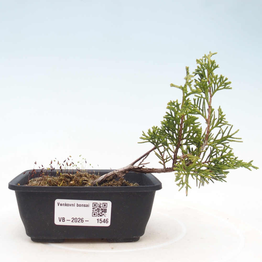 Kültéri bonsai - Juniperus chinensis Itoigawa