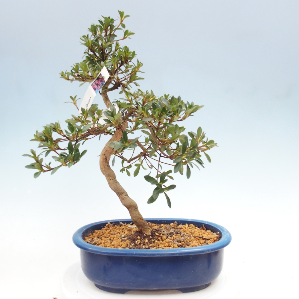 Kültéri bonsai - Japán azálea - Azalea Nasuno