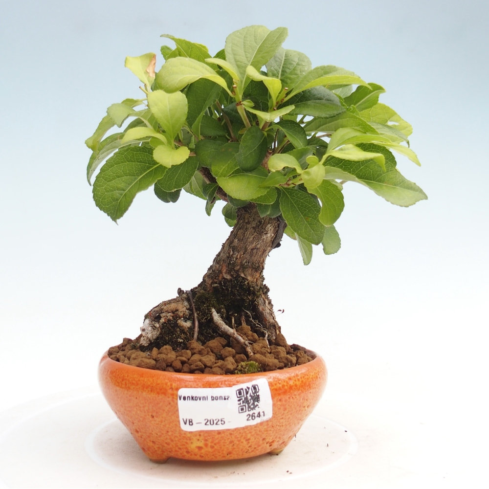 Kültéri bonsai - Celastrus orbiculatus
