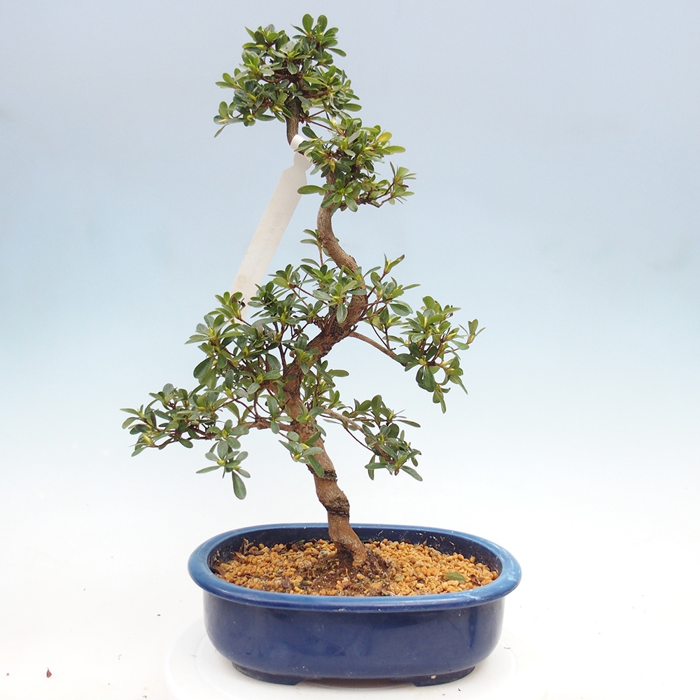 Kültéri bonsai - Japán azálea - Azálea Asahi-no-izumi