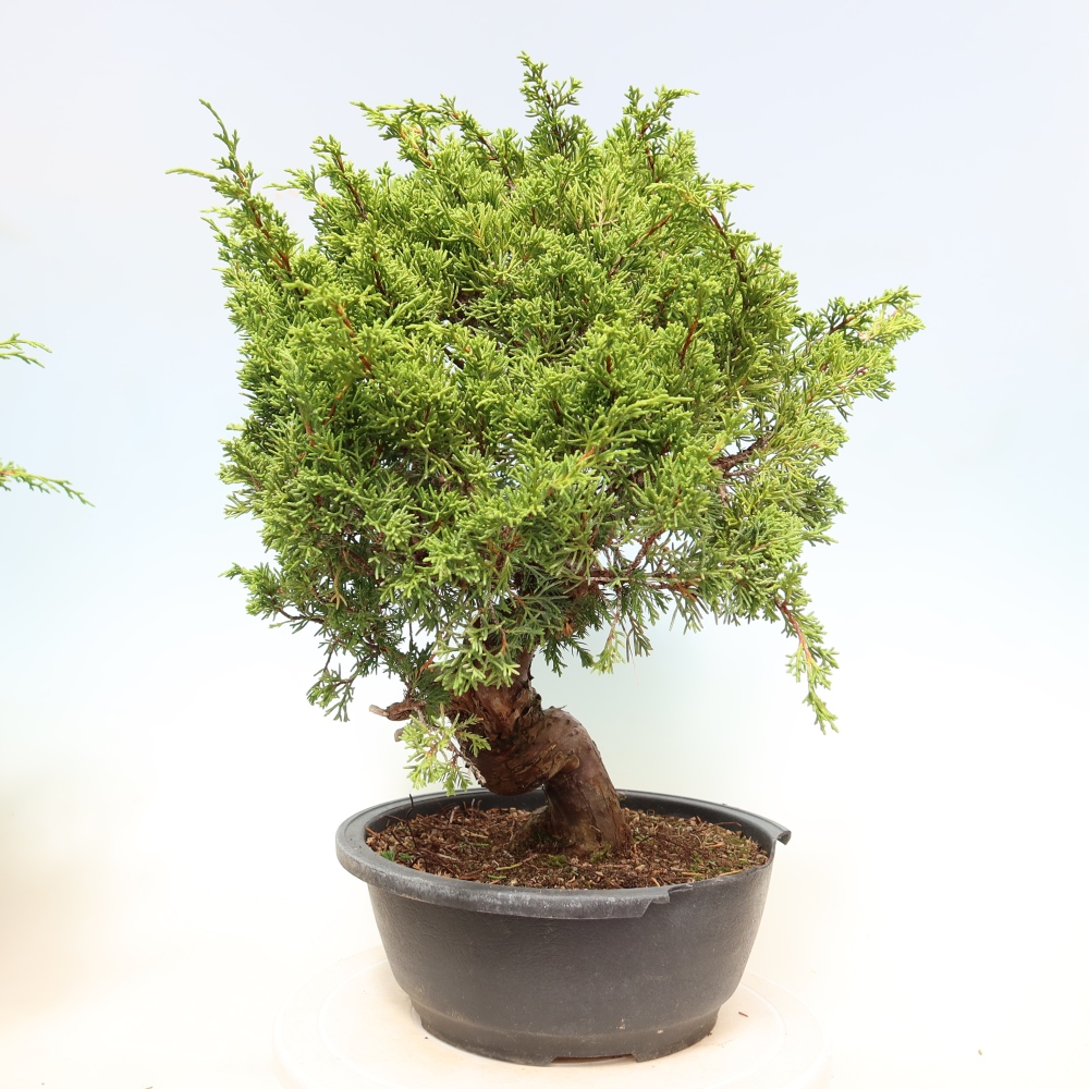 Kültéri bonsai - Juniperus chinensis Itoigawa-Juniperus chinensis