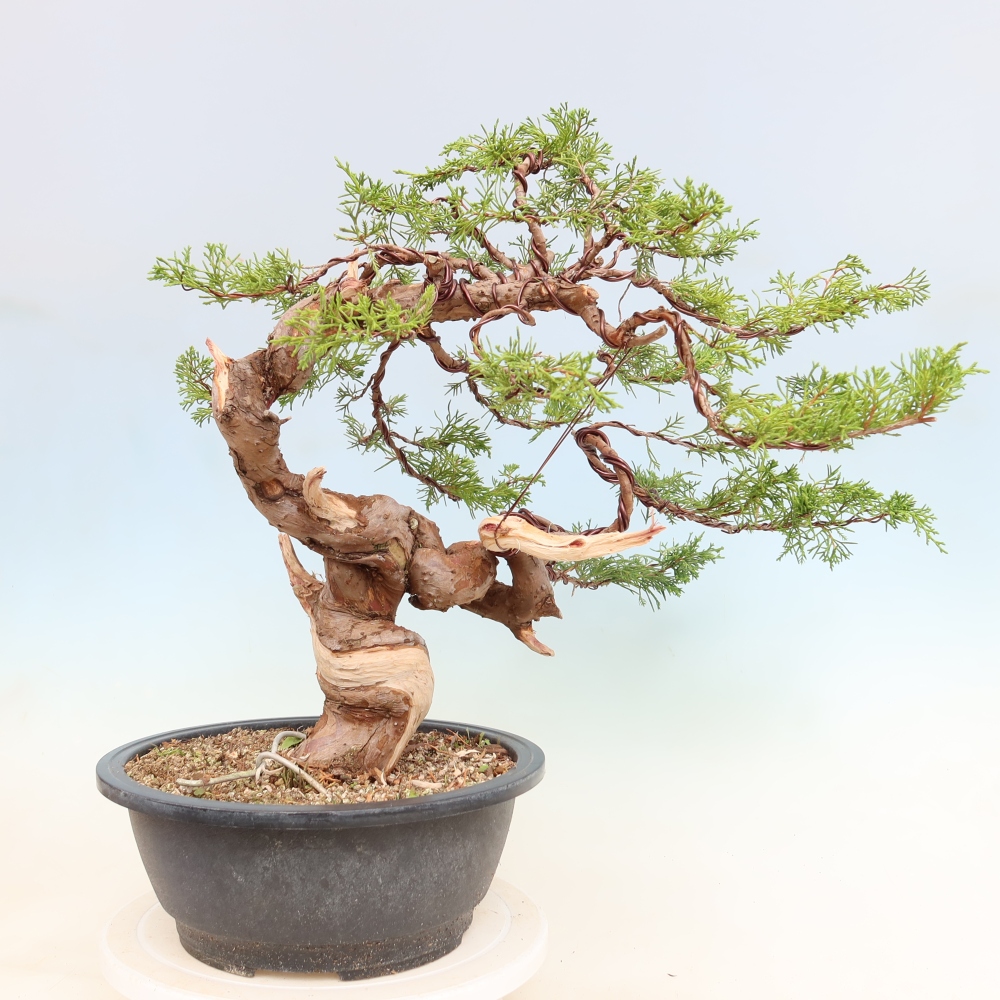 Kültéri bonsai - Juniperus chinensis Itoigawa-Juniperus chinensis